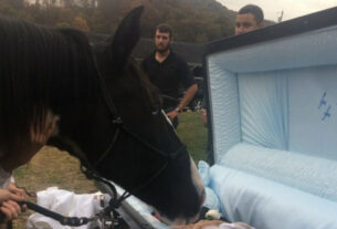 A Horse Pays Homage To His Owner Who Taught Him The Power Of Love At The Funeral.