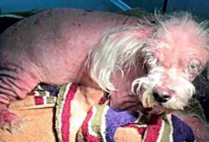 An Abandoned Dog that didn’t Even Look Like A Dog, Healed Thanks to the Kindness of People