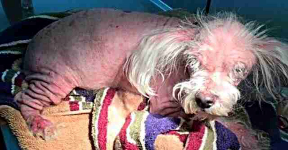 An Abandoned Dog that didn’t Even Look Like A Dog, Healed Thanks to the Kindness of People